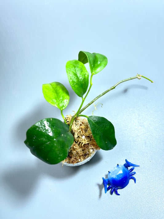 Hoya chewiorum  - has some roots