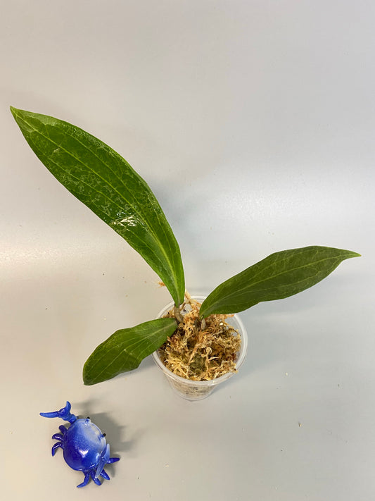 Hoya Benvergarai - unrooted