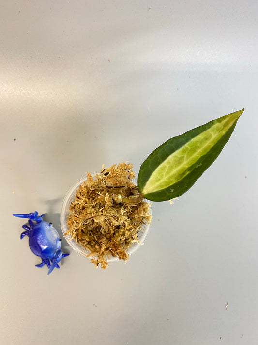 Hoya macrophylla pot of gold - unrooted