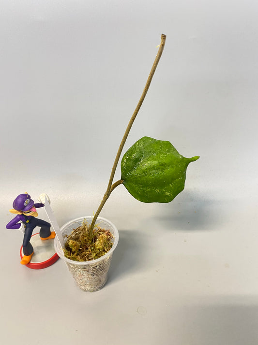 Hoya balaensis - starting to root