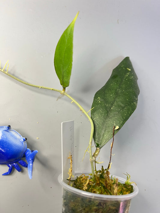 Hoya sp limbang - has roots