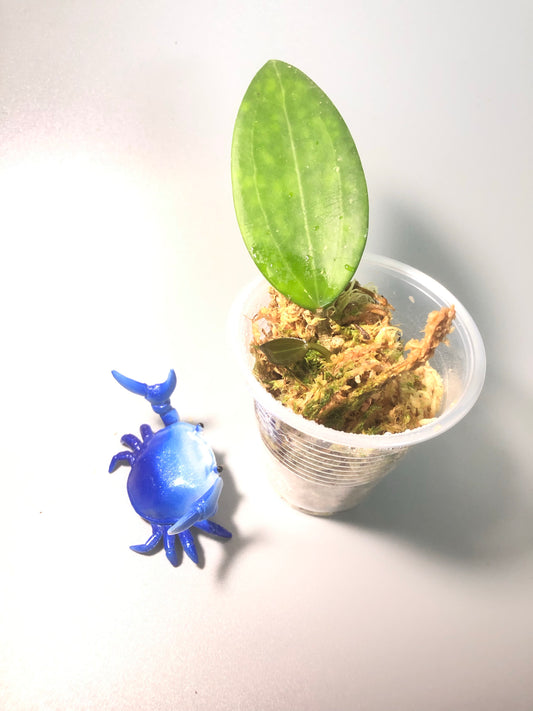 Hoya Hanhiae pink - new growth