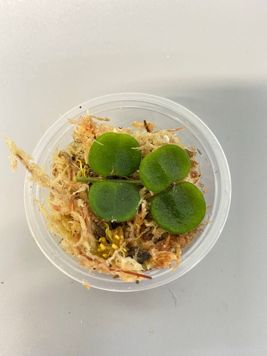 Hoya serpens with some roots