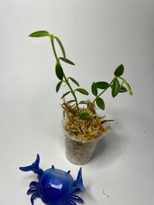 Hoya engleriana - Unrooted