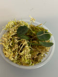 Hoya serpens with new growth