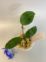 Hoya Patricia - Darwinii x Elliptica - new growth
