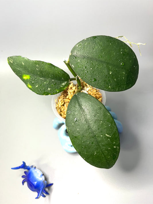 Hoya diversifolia crassipes - unrooted