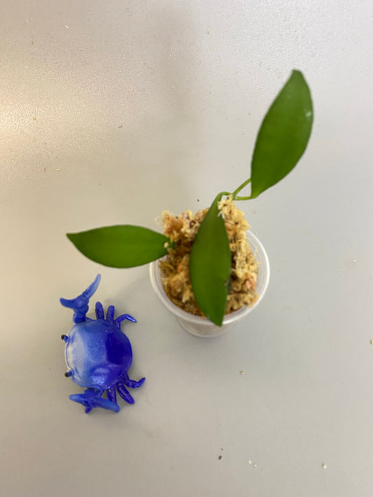 Hoya cv noona - unrooted