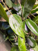 Hoya clandestina pink - fresh cut - 1 node/1 leaf - Unrooted
