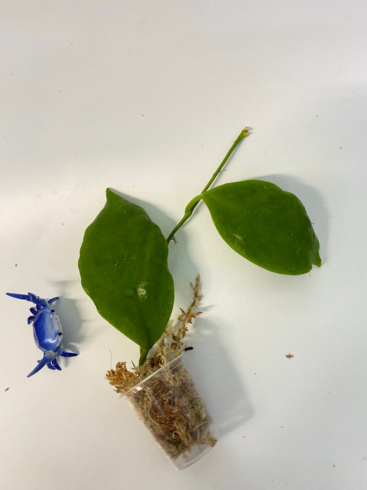Hoya incrassata - starting to root