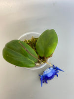 Hoya fitchii x unknown - active growth