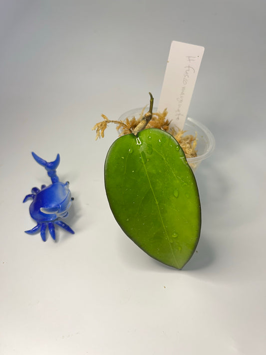 Hoya fusco marginata - unrooted