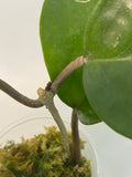 Reserved for Katie - Hoya surigaoensis - active growth