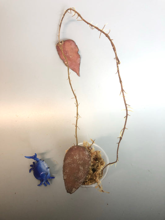 Hoya caudata Sumatra - Just starting to root