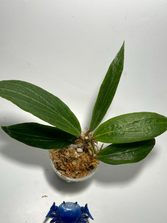 Hoya  soligamiana - Unrooted