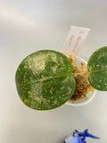 Hoya parasitica splash - starting to root