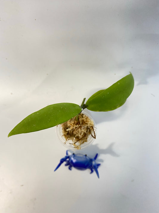 Hoya sp UT011 - Unrooted