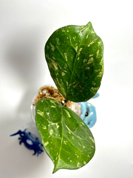 Hoya ‘Michele’ - unrooted