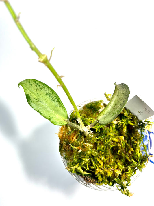 Hoya Silver lady (xiaojie 003) - starting to root