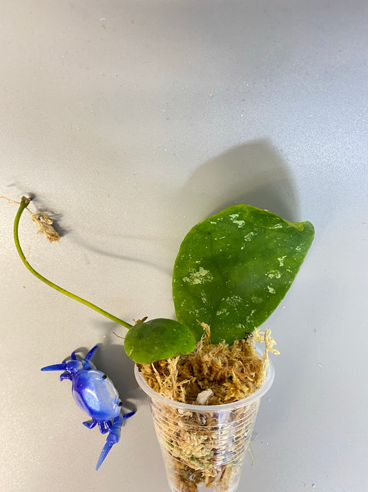 Reserved for Vadi - Hoya mitrata with splash - Unrooted