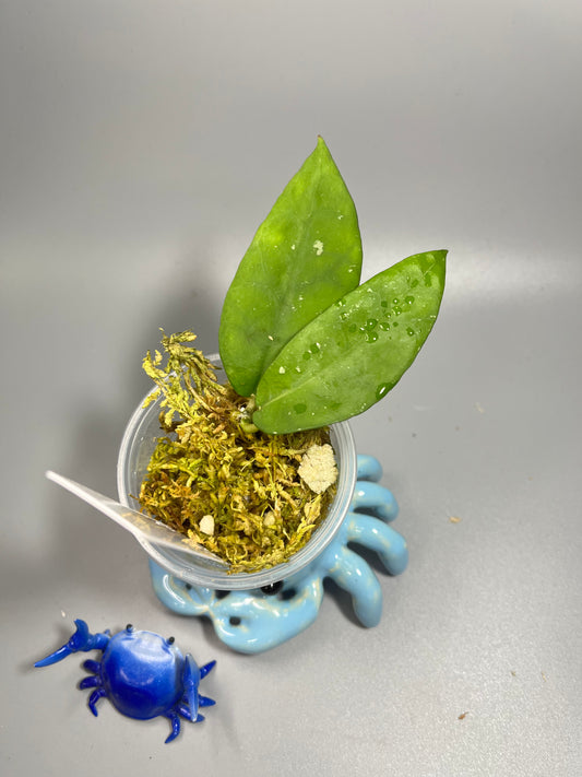 Hoya caudata hooker - Unrooted