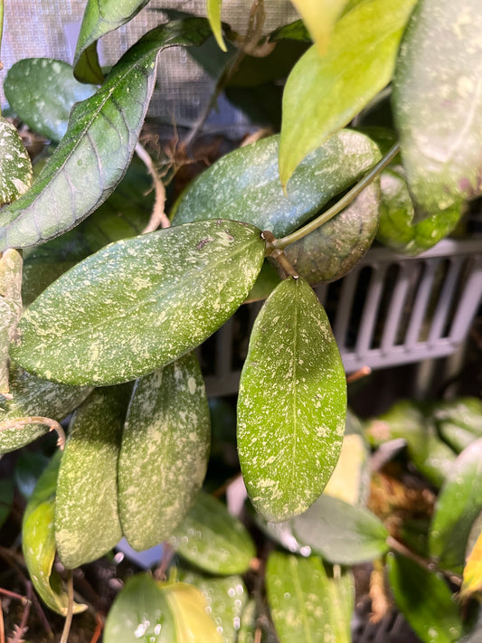 Hoya epc 600 / epc-600 - fresh cut 1 node - Unrooted