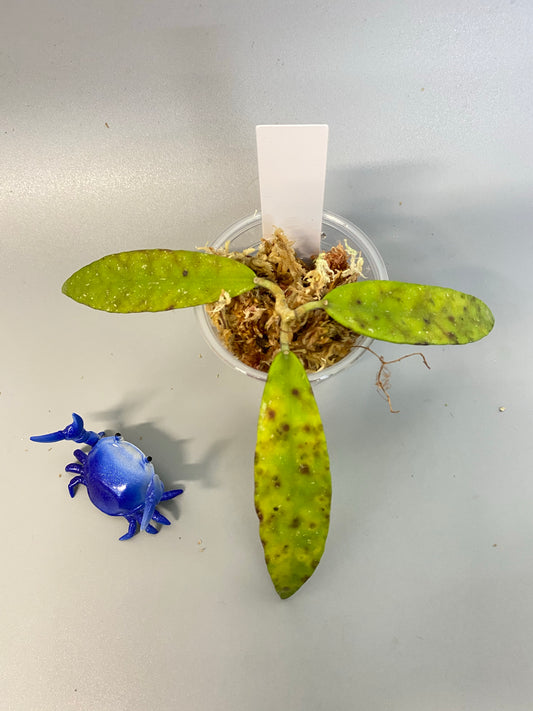 Hoya scortechinii pink UT001- Unrooted