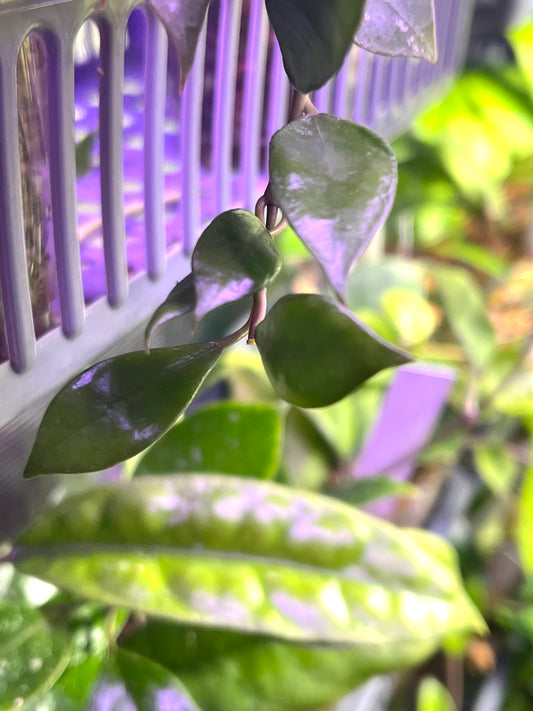 Hoya cv elle - fresh cut 3 nodes - Unrooted