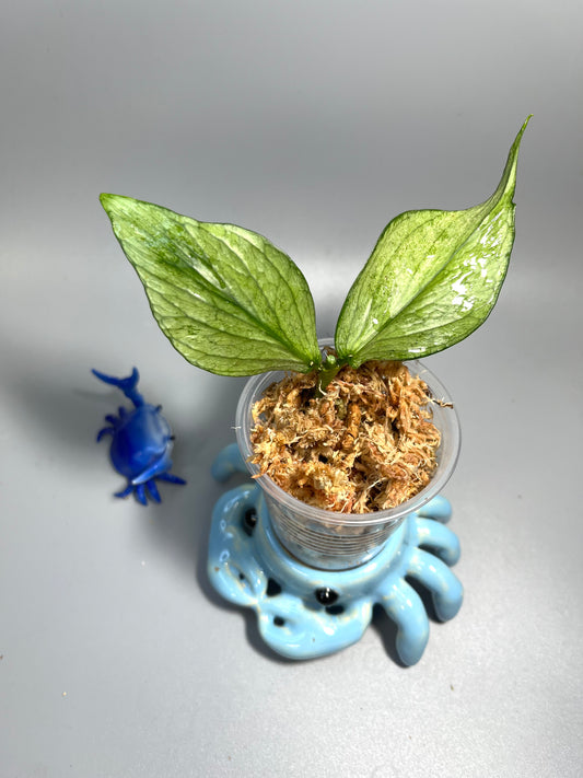 Hoya polyneura broget - fresh cut 1 node / 2 leaves - Unrooted