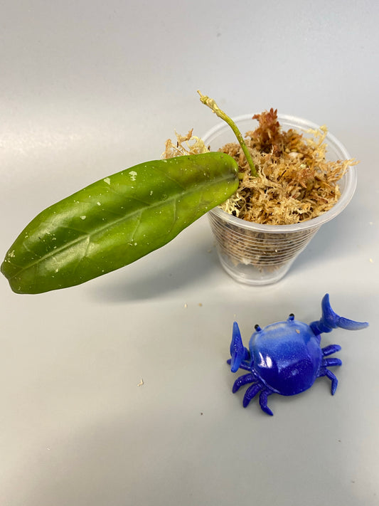 Hoya sabah - GPS - 7950 - Unrooted