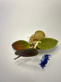 Hoya cinnamomifolia x unknown hybrid - Unrooted