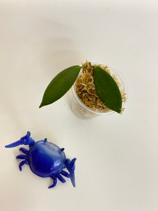 Hoya patella white - Unrooted