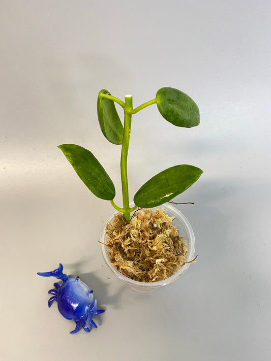 Hoya coronaria white - has some roots