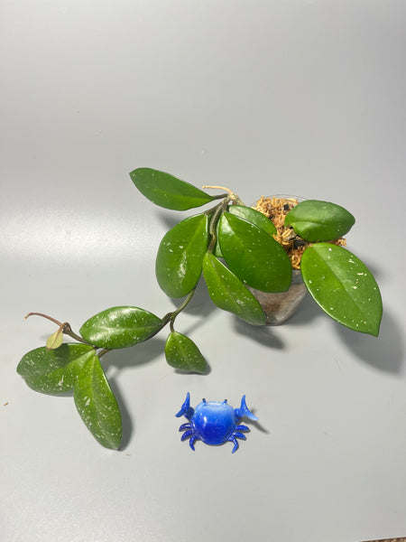 Hoya cv millie - active growth