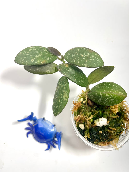 Hoya VL9 - has roots