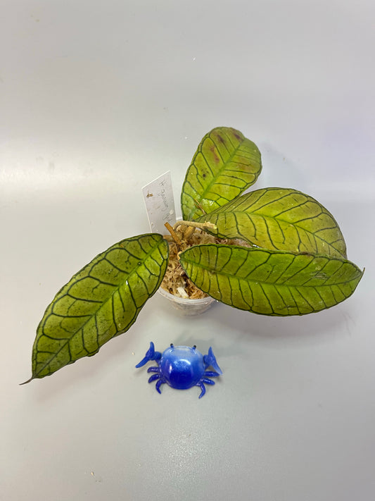 Hoya gunung gading - Unrooted