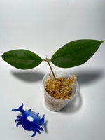 Hoya erythrostemma new - unrooted