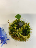Hoya serpens - active growth