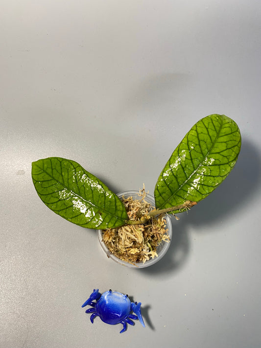 Hoya sp sabah - epc 961 - barely starting to root (1mm roots