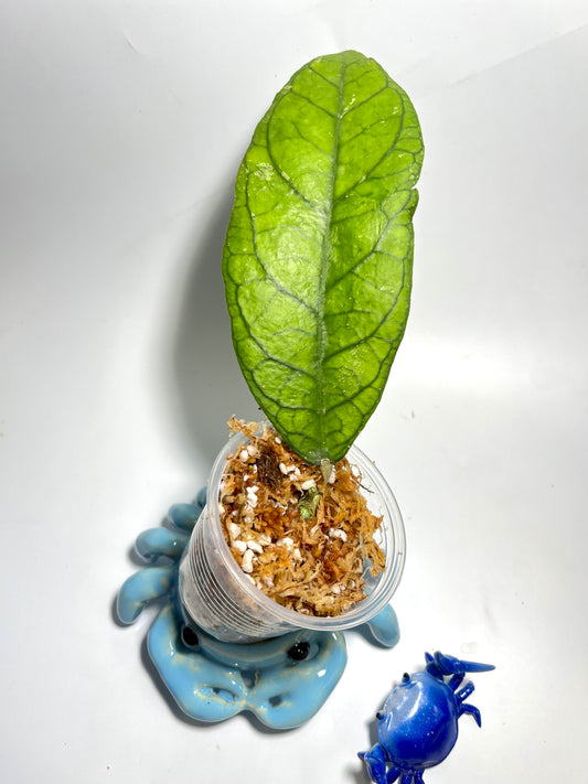 Hoya alyona  - Unrooted