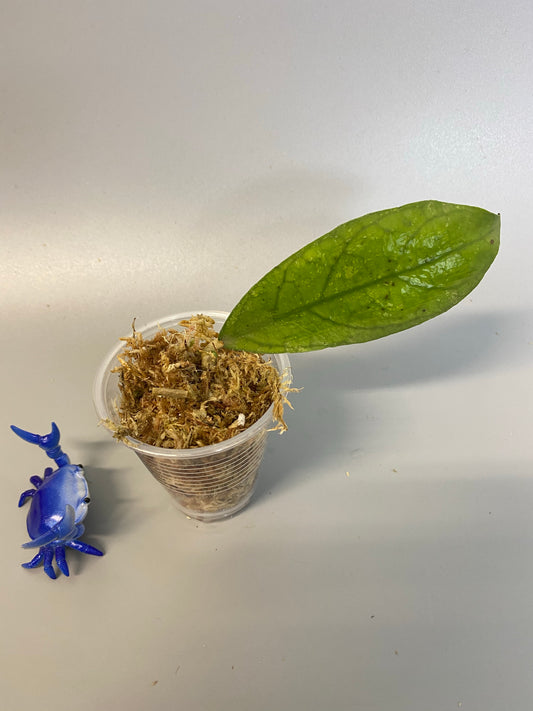 Hoya perak teddy bear / peninsularis - Unrooted