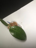 Hoya patcharawalai / Icensis