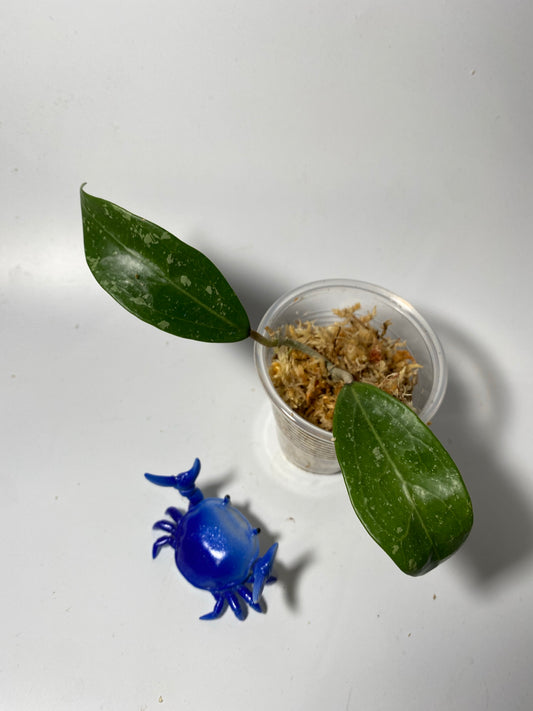 Hoya EPC 301 black leaf - unrooted