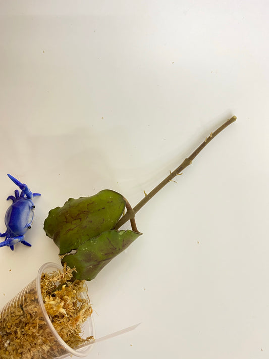 Hoya waymaniae borneo - just barely starting to root