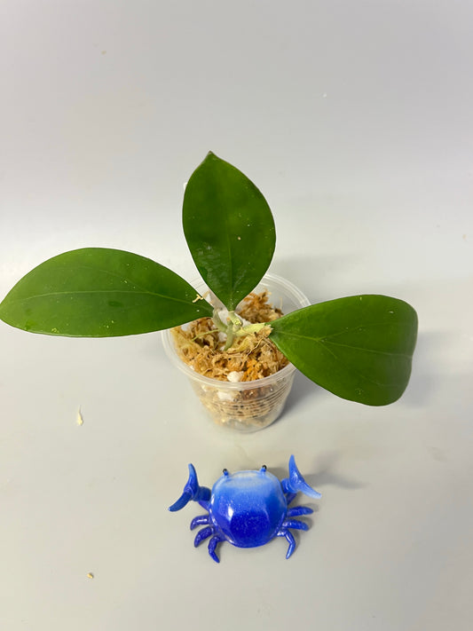 Hoya MB 1497 - (erythrina x MB 1141) - Unrooted