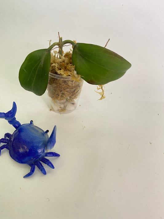 Hoya merrillii long leaf - Unrooted