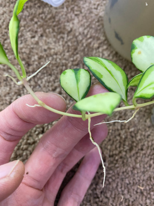 Reserved for Zuleica - Hoya heuschkeliana variegated - unrooted