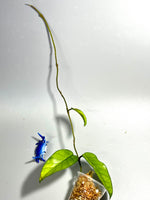 Hoya sp tam Dao- 2 nodes / 3 leaves  - Unrooted
