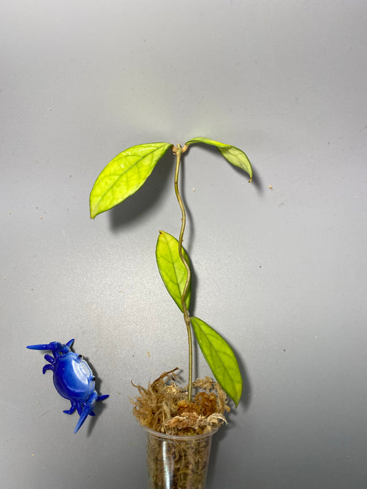 Hoya crassipetiolata - Unrooted