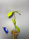 Hoya crassipetiolata - Unrooted